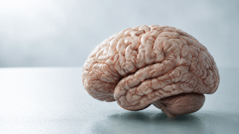 Anatomiczny model ludzkiego mózgu z widoczną siecią drobnych naczyń krwionośnych.